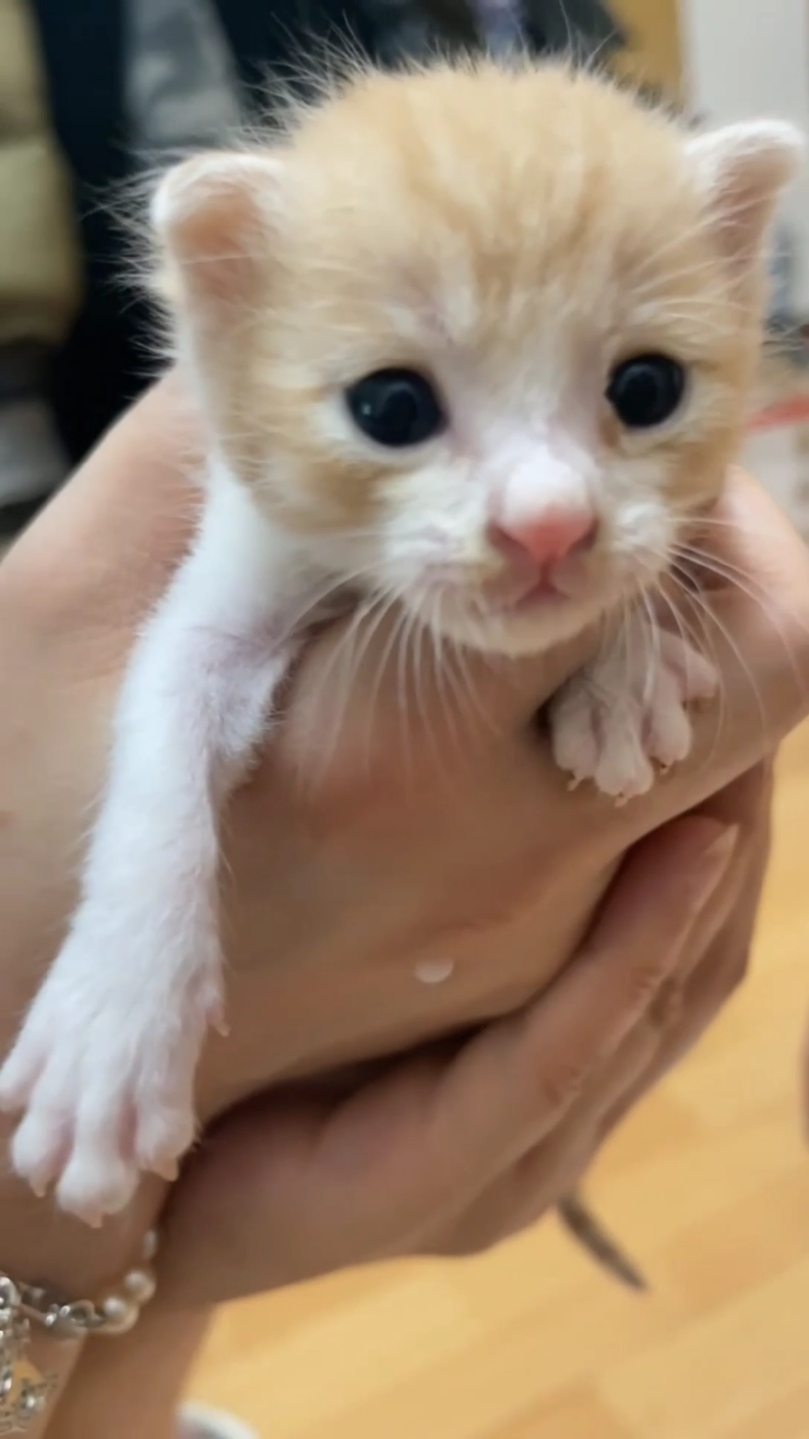 My cute kitty Cat 😺 🐾  #котики #고양이 #猫 #cat #cats #kitten #kittens #แมวน่ารัก #ทาสแมว #кот #кошка #коти #kucing 