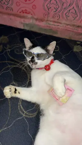 Jan salpok di idung ya sist🥰🔥#masukberanda #viralvideo #kucingtrending #filterkacamatakucing 