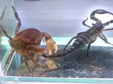 crab eating a Scorpion that's crazyy🦀#crab#battle#edit#demonslayer#muichiro#tiktok #fyp #foryou #fyyyppp #fyypppppppppppppppppp 