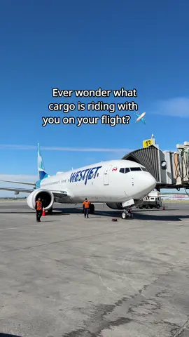 Did you know WestJet Cargo uses our passenger planes for some shipments? Your fellow passenger could be anything from mangoes to live animals! ✈️🥭📦 #WestJetCargo #BehindTheScenes #TheMoreYouKnow
