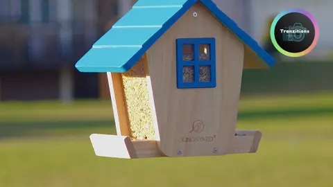 The Early Bird Catches... Breakfast! 🐦🍳 At our feeder, it's all about the AM munch. #birdsoftiktok #birdfeeding #birdfeeder #foryoupage #wildbird #fypシ゚viral #birdlover #bluejays #cardinals #birdwatching #birdlove 