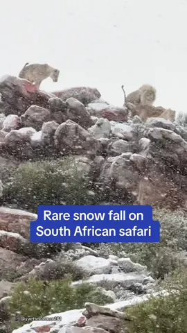 Incredibly rare moment snow fell on a safari in South Africa. Due to the hot and dry winters, chances of snow are near zero, but these zebras, lions and even a giraffe are enjoying the frosty weather. 🎥 @yvettecarmen101 #safari #snow #rare #southafrica #snowfall #animals 