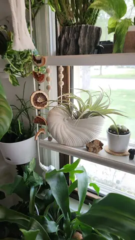 My new pot is so cute! I had no idea what plant would go in there. The first plant I tried was one of my huge airplants😍, and I am sure it was meant to be! #plant #plants #plantsoftiktok #planttiktok #PlantTok #plantlover #aroidaddicts #urbanjungle #indoorjungle #plantcollector #plantcollection #houseplant #houseplants #vibe #plantsmakepeoplehappy #plantsmakemehappy #plantcare #plantcaretips #fyp #airplant #airplants 