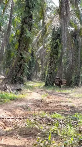sawit tiktok
