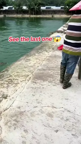 Amazing fishing 🎣 || #fishing #fishingvideos #bigfish #tiktokfishing #fishinglife #amazingfishing #fisherman #longervideos 