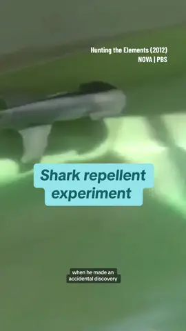 Sharks are known to be sensitive to the electrical fields of magnets, but this non-magnetic rare earth metal is kryptonite for sharks 🦈 #sharks #sharkweek #sharkattack #marinebiology #sciencetok 