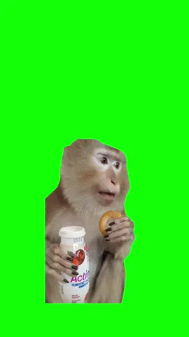 Monkey eating yogurt meme green screen #meme #fyp #monkey #memes #frozen #monkeyface #viral #trend #discord 