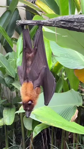 The result is unexpected. 😂 #video #funny #bat.#fyp 
