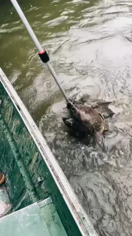 Scared To Come Outside ( whole time we in the trenches ) Catching Dinosaurs 🦖 🐢🦖🐢🦖 animal was not harmed in this video #followforfollowback #dinosaur #turtle #dino #foryou #atchafalaya #reelsinstagram #reels  #instagram #foryoupage #adventure #country #river #followｍe #catchandrelease #explorepage #explore #viral #louisiana #countryliving #trending #tiktok 