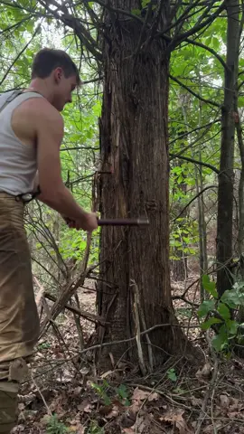 Can a Trench Mace cut through a Tree? Today we start wacking a tree with this trench mace until it falls down. #logcabin #trench #trenchmace #bf1 #cabinlife #bushcraftsurvival #bushcraft #nature #Outdoors 