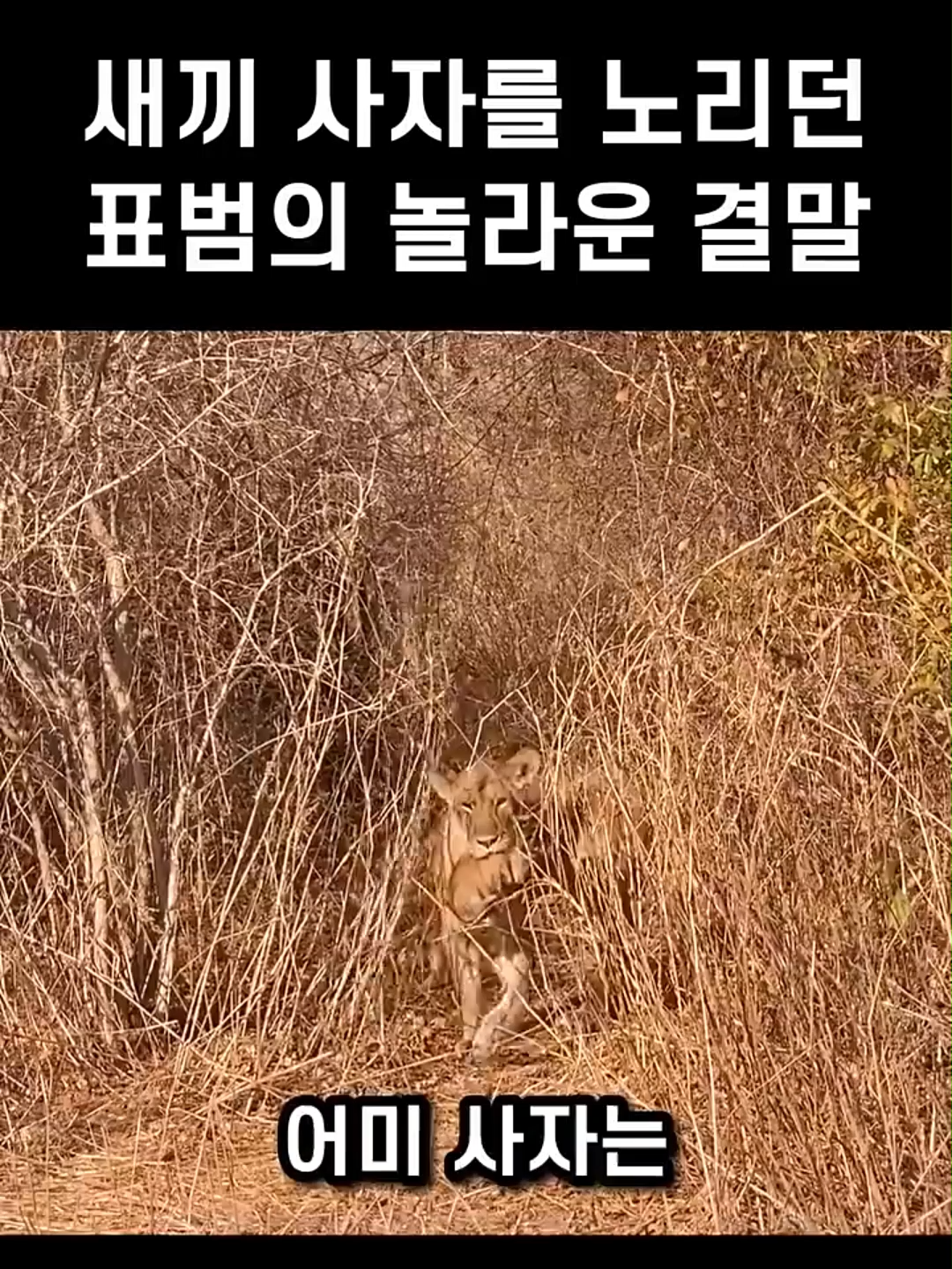 새끼 사자를 노리던 표범의 놀라운 결말 #animals #fyp