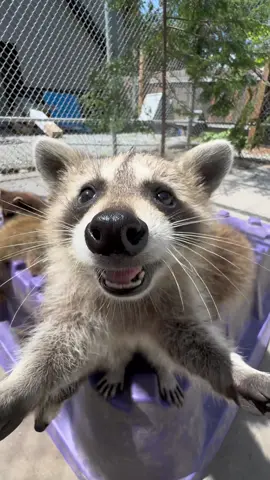 Racoon therapy 