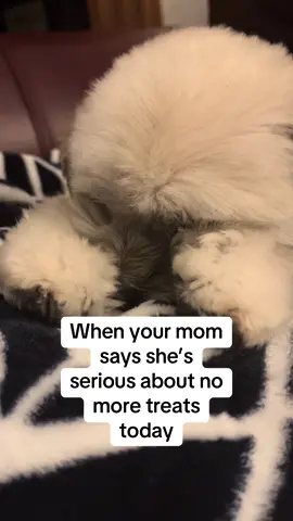 Okkayyyy, maybe just 1 more.  #dogsoftiktok #furbaby #furbabymom #softie #freshlygroomed #lhasaapso #lhasapoosoftiktok 