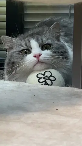 When cats play with balls,they show their playful and adorable side!#petcuteness #catplayingball #catdaily #petfun #cats #pomesea #foryou #fyp #funnymoments😂 