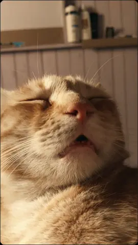 JoseFinooooooo!  <3 #CapCut #gato #mascota#catsoftiktok #cats #cat  #paratiiiiiiiiiiiiiiiiiiiiiiiiiiiiiii #foryou #fyp 