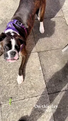 #onthisday sassy thing 🐾💕#boxerdog #PetsOfTikTok #boxer #boxerdogs #dogsofttiktok #boxerdogsoftiktok #fyp #boxersoftiktok 