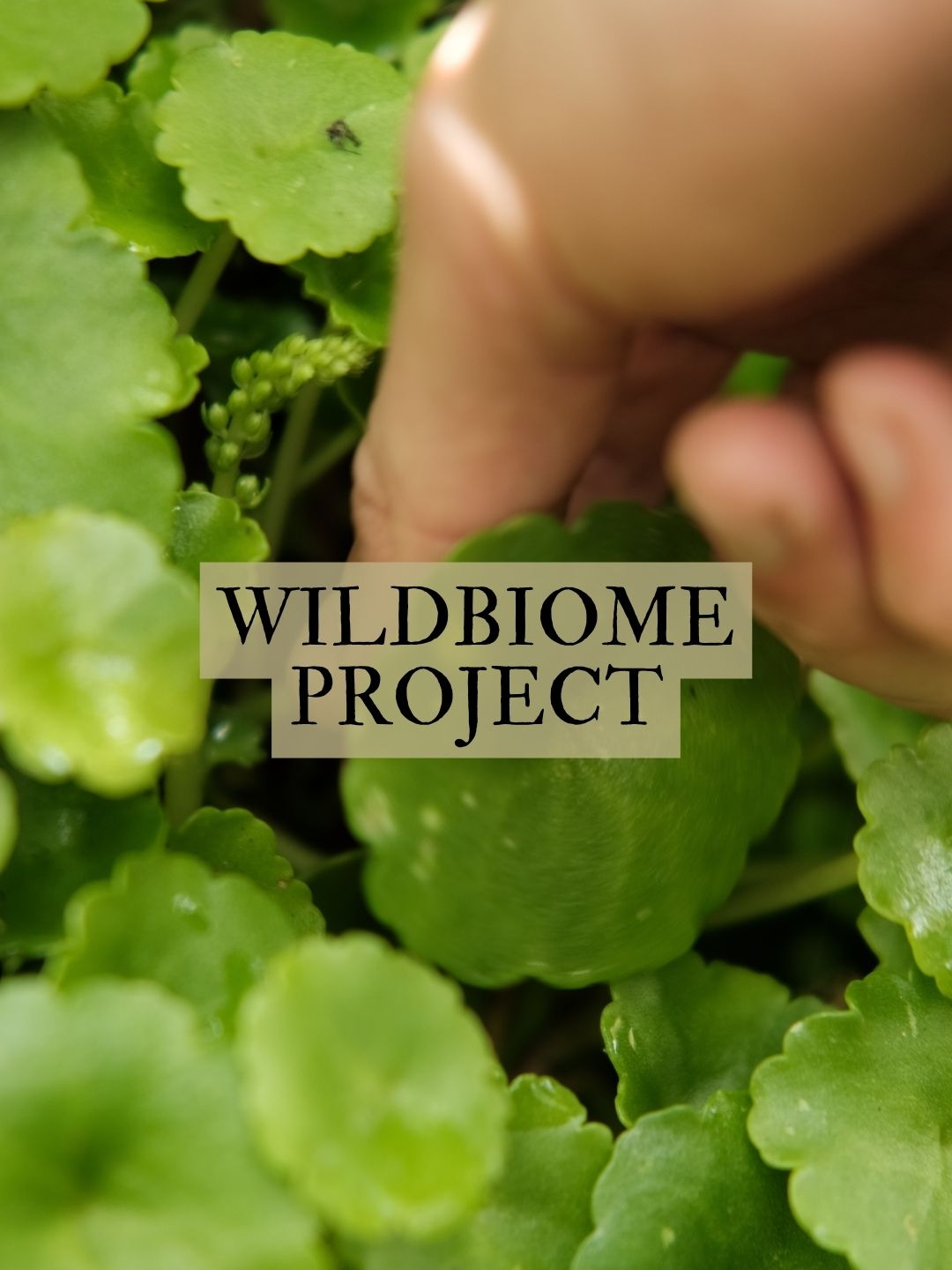 LINK IN MY BIO When I started this channel back in May 2023 I became fascinated by Wildbiome. A huge reason for starting this channel was about reclaiming sovereignty over my food and ultimately my health. As I’ve continued down this wild food road and come up against the natural and bureaucratic hurdles that separate us from eating off the land, I’ve realised how hard a 100% foraged diet would be. I thought it was impossible to live like that in 2024 in the UK, but the foragers on this wildbiome project are really pushing the boundary of what is possible. There seems to be a fear about connecting more people to foraged food as it may negatively impact wild spaces, but I believe the opposite is true. I feel that equipping the population with basic foraging knowledge will ultimately lead to greater awareness of habitat loss and deepen our connection nature even more, therefore being more invested in protecting it. And this is why I think this film is important, because it reminds me how deeply connected to the land I wouldve been, even just a few hundred years ago and how much more wildness I can bring into my life. #youarefromhere #wildbiome #foraging