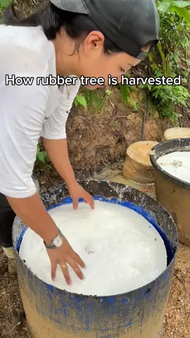 Natural rubber #natural #rubber #asmr #cutting #tree #nature #forest #satisfying #naturevibes 
