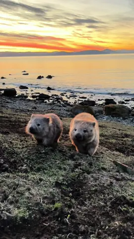 During the day, wombats spend their time in their borrows and usually spend about 16 hours a day sleeping #cuteanimals #wildlife #australia #animalsoftiktok #wombat 