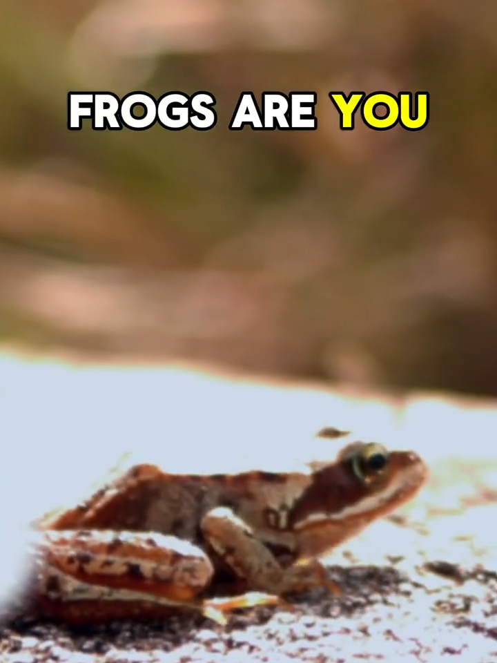 Frogs, amphibians, did you know? YES! #fypシ゚viral #frogs