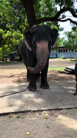 🐘 #elephant #katharagama #srilanka #ගජිදානෝ_තේජලීලා_හෙලදීපා_සරසවනා #ඇතාගේ_විලාපය #viral #nadilkasthurirathne 