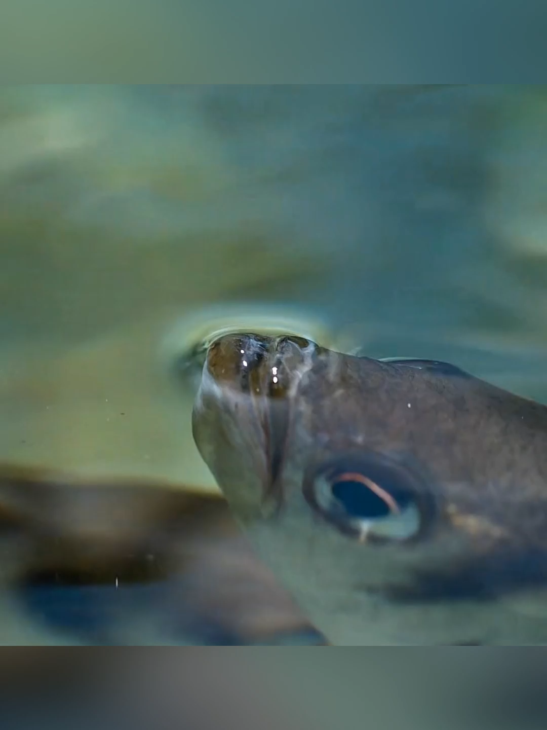 Fish That Spits Water