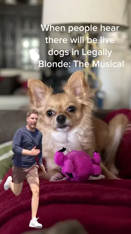 You didn't think we'd skimp on our furry friends, did you? #LegallyBlondeMusical #Bruiser #CapCut 