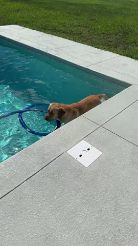 Y’all be on the look out for Bennys new tiktok 😂 #labsoftiktok #yellowlab #swimminglab #pool #florida #lab #dog #water 