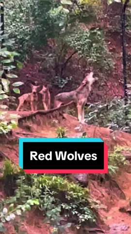 Walking the trail in the rain was so great because there was no one else around and the animals were so active! @Museum of Life and Science #durham #northcarolina #durhamnorthcarolina #redwolves #redwolfpups #redwolfpuppies #redwolf #redwolfpack #nc #museumoflifeandscience #museumoflifeandsciencenorthcarolina #thunderstorm #rain #rainyday 