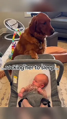 Touching story between a baby and a dog ❤ #pet #cat #dog #cute #animals #foryou #typ 
