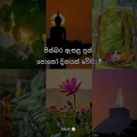 පින්බර ඇසළ පුන් පොහෝ දිනයක් වේවා !! 🙏 #true✔ #fypシ #true004 #foryoupage #tiktok #trending #quotes #viral #esala #poyaday #asala  #CapCut #fyp #foryou #buddhism