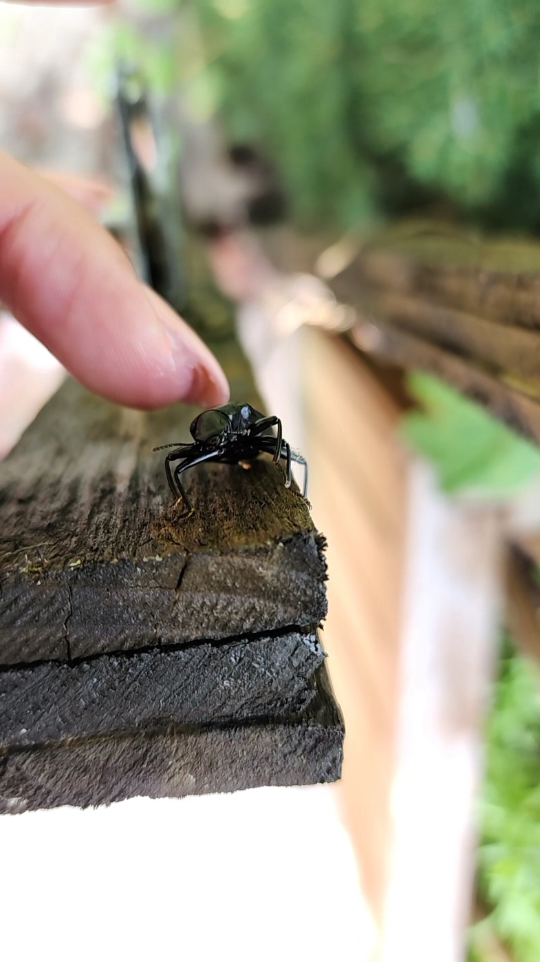 sorry, I can't come I'm busy #fyp #fypシ゚viral #MentalHealth #nature #mentalhealthwalk #nativeplants #skibidi #feminism #lgbtq #bugs #bigirlsoftiktok 