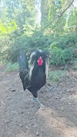 HAVE A GREAT DAY! 🤪 #petchicken #pet #chicken #fyp #chickensoftiktok #lol #PetsOfTikTok #animalsoftiktok #funnyanimals #funny #goodmorning 