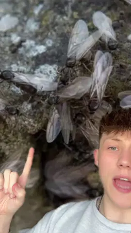 Flying ants are invading the UK 😳 #flyingants #ants #uk 