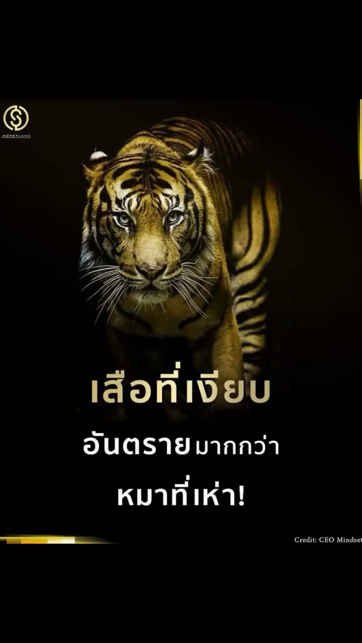 #คําคม #เสือที่เงียบอัตรายมากกว่าหมาที่เห่า  cr.CEO Mindset 