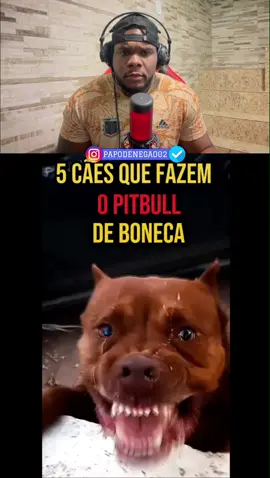 Raças de cães mais fortes que o pitbull ! 