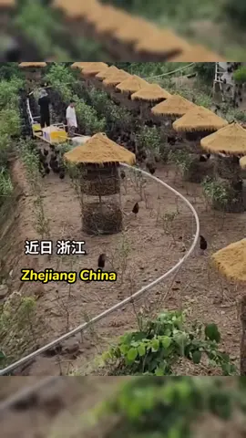 Checken farm in #Zhejiang China