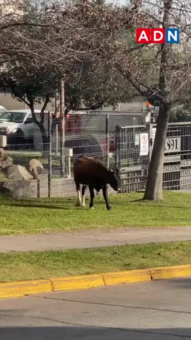 No era Fernando Zampedri, pero muchos bromearon en San Carlos de Apoquindo con la presencia de un toro suelto en las afueras del recinto precordillerano, quien estuvo resguardado por la seguridad del municipio de Las Condes tras bajar desde las montañas.  #sancarlosdeapoquindo #apoquindo #toro #chile #chile🇨🇱