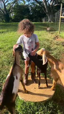 Just making sure Nana gets to see the baby goats too 🥹🥹 #fyp #farm #farmtok #goats #goatsoftiktok #MomsofTikTok #maui #hawaii #creatorsearchinsights @KTFasho 