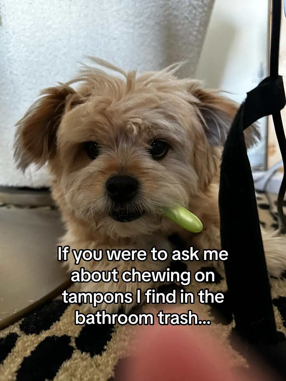 Me: Yummmmm 😋 vs. Mom: 🥴🤢🤮…#shiranian #dog #dogsoftiktok #fypシ゚viral #dogvideos #dogmom #funny #funnyvideos #dogvideos @PlaytexTampons 