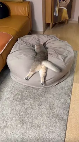 Cat better than me now🥰🥰🥰#fyp #fypシ #fypage #foryoupage #cat #cats #cat lover #catsoftiktok #catslovers #catsvideo #cute #catscatscats 