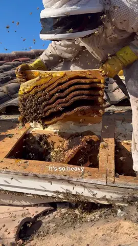 Dangerous bee removal. Happy its over 