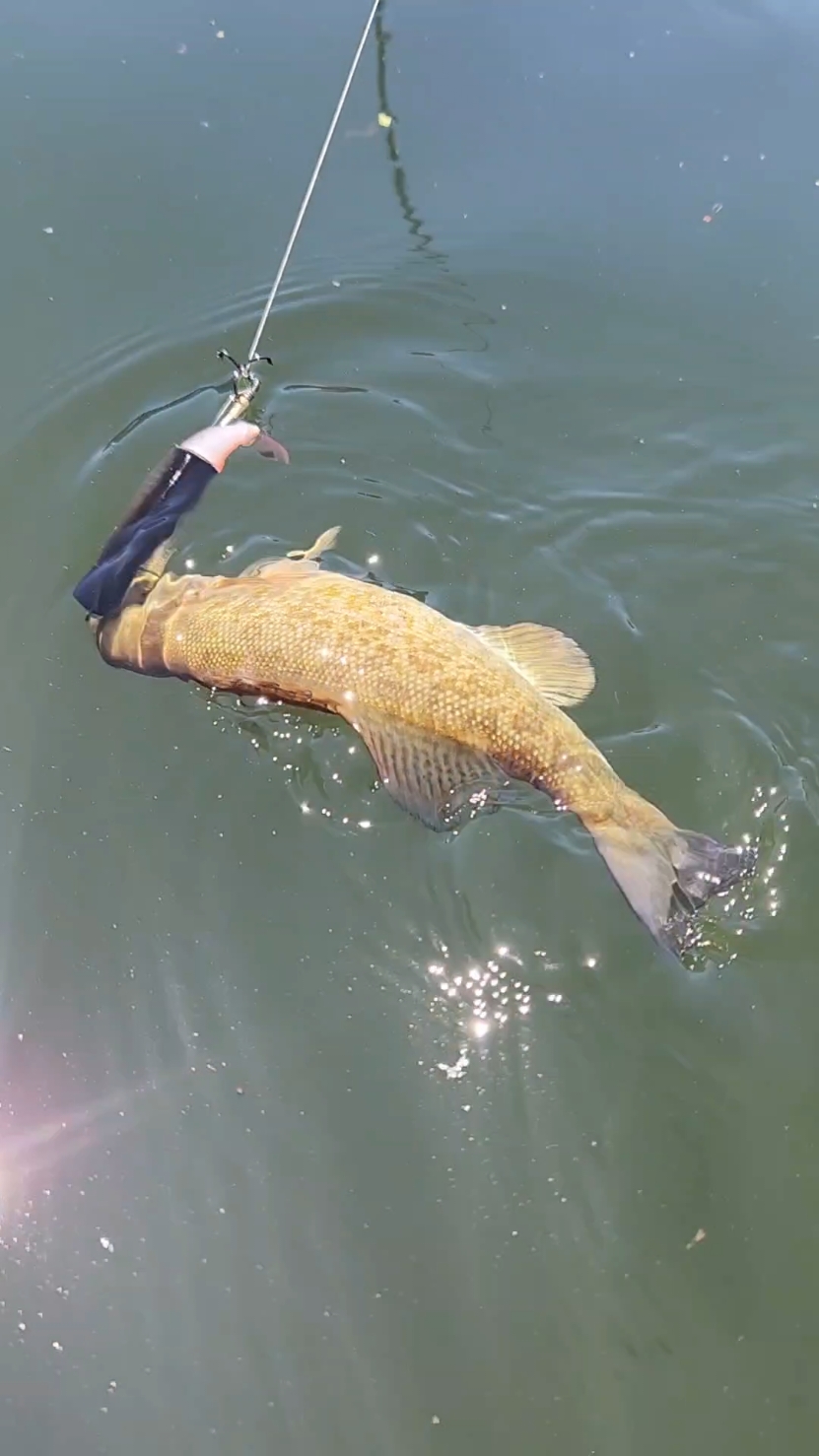 Topwater lures are my favorite!!! This Whopper Plopper got the job done. Caught this beautiful Smallmouth Bass with it! Get yours today!! #topwater #topwaterfishing #topwaterexplosions #whopperplopper #smallmouthbass #largemouthbass #kayakfishing #dealsforyoudays #tiktokshopbacktoschool #summergames #treasurefinds #tiktoksummersale