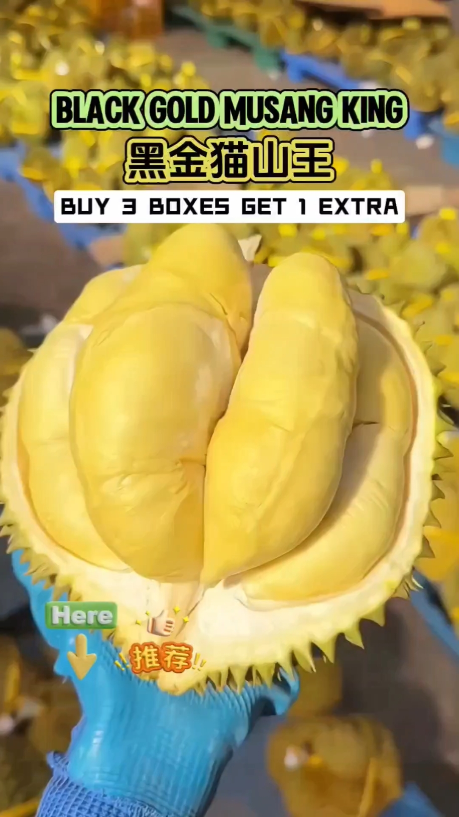 Super value durian deals on town. SYR black gold Musang king 猫山王 #ttsdurianexperts le #ttsdurianexperts #sgbrandweek #好物推荐 #好物分享 #tiktokshopsgsale #weeklywedrush #tiktokshopsg #tiktokshopfinds #tiktokshopsingapore #createtowin 