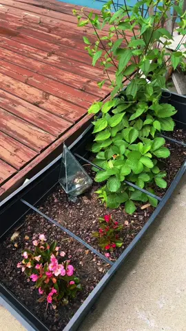 a moment for the single teeny strawberry and cicada orchestra #midwest #nebraska #gardening #cicadas 