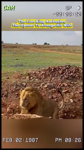 Lion king ambushes hyenas. #wildanimals #animals #foryou 