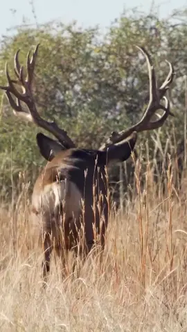 Slingshot from 2023. We hear he’s looking just as big and gnarly this year too!  www.GoodBullGuided.com  #Photography #wildlife #nature #colorado #goodbull #deer #buck #muledeer #muley 