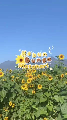 kebun bunga matahari di batu!!🌟🌻  lokasi lengkapnya bisa cek instagram @ladangbungamatahari  cuma sampe tanggal 31 juli ajaaa!!  #ladangbungamatahari #bungamatahari #ladangbungamataharibatu #batumalang #kebunbungabatu 