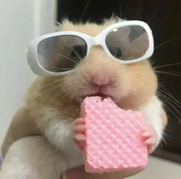 những avatar chuột hamster🐹 siêuuuuuuuu cưng ❤️#tiktok #xuhuong #hamsters 