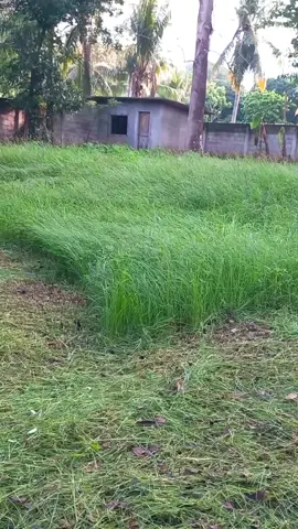 Grasscutting in the Philippines #fyp #grasscutterpinoytv #dumaguetecity 